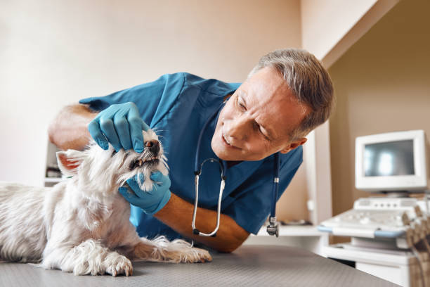 Best Emergency Dental Care for Broken or Chipped Teeth in Deerfield, WI